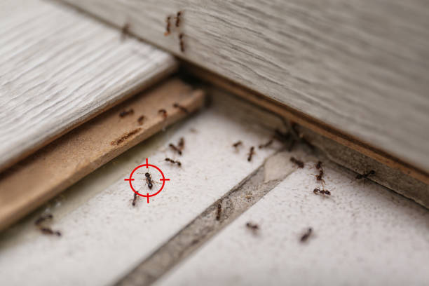 Professional Pest Control in Loch Sheldrake, NY